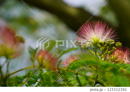 ネムノキの花 ネムノキの花 115312392