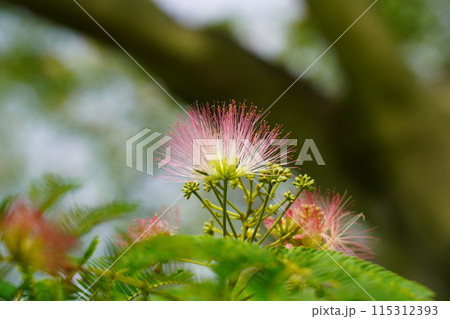 ネムノキの花 115312393