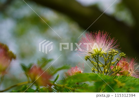 ネムノキの花 ネムノキの花 115312394