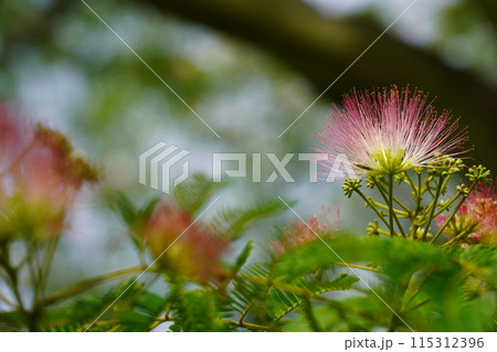ネムノキの花 ネムノキの花 115312396