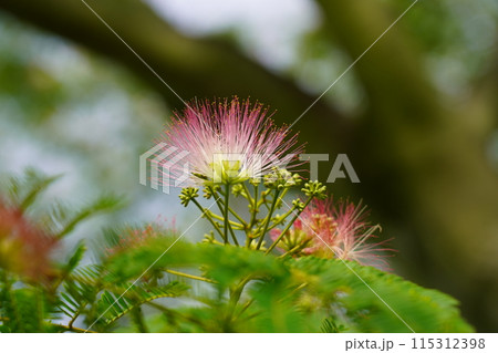 ネムノキの花 ネムノキの花 115312398