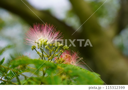 ネムノキの花 115312399