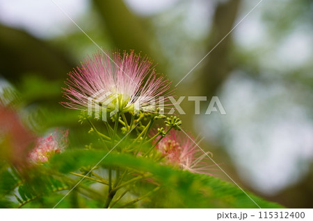 ネムノキの花 115312400
