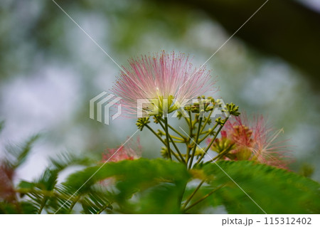 ネムノキの花 115312402