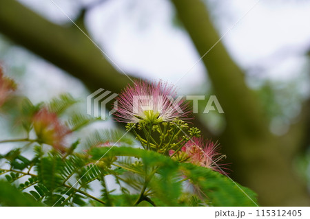ネムノキの花 115312405