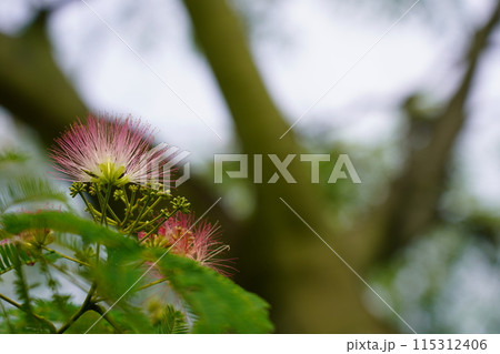ネムノキの花 115312406