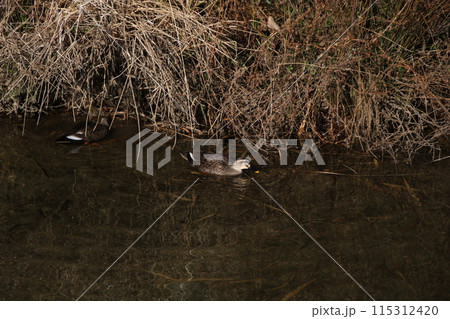 水上のカルガモ 水上のカルガモ 115312420