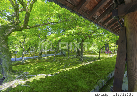 東福寺 洗玉澗 新緑の庭園(京都市東山区) 東福寺 洗玉澗 新緑の庭園(京都市東山区) 115312530