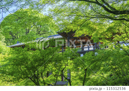 新緑の京都　東福寺　洗玉澗から見える通天橋 115312536