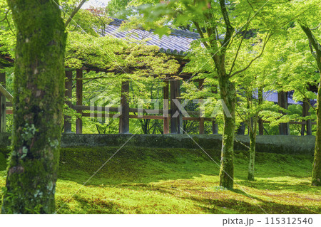 新緑の京都　東福寺　洗玉澗から見える通天橋 115312540