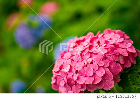 練馬城址公園でとても綺麗なピンク色の紫陽花を見つけました 115312557