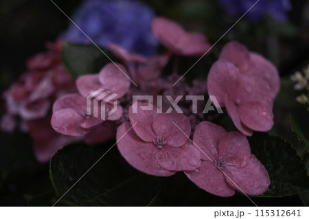 雨に濡れた紫陽花 雨に濡れた紫陽花 115312641