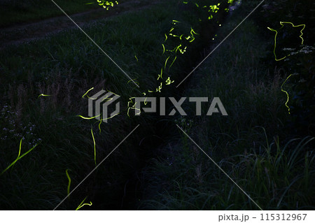 〔福井県大野市・6月〕ほたるの里上丁（かみようろ）に舞う蛍　 115312967