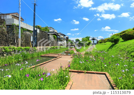 【熊本県】晴天の高瀬裏川水際緑地公園の花菖蒲 【熊本県】晴天の高瀬裏川水際緑地公園の花菖蒲 115313079