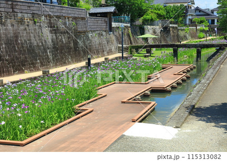 【熊本県】晴天の高瀬裏川水際緑地公園の花菖蒲 115313082