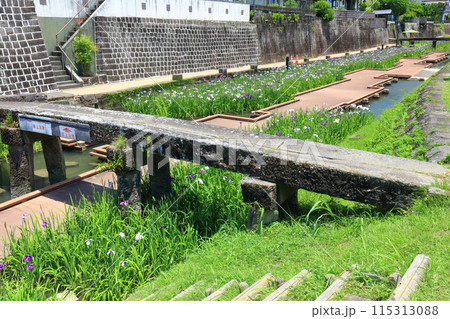 【熊本県】晴天の高瀬裏川水際緑地公園の花菖蒲 115313088