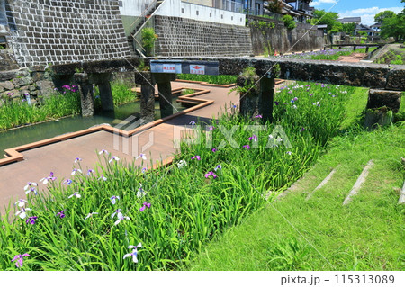 【熊本県】晴天の高瀬裏川水際緑地公園の花菖蒲 【熊本県】晴天の高瀬裏川水際緑地公園の花菖蒲 115313089