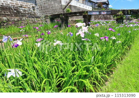 【熊本県】晴天の高瀬裏川水際緑地公園の花菖蒲 115313090