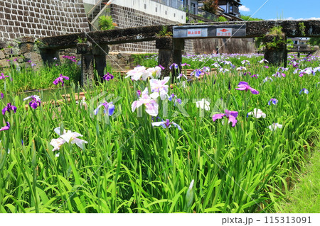 【熊本県】晴天の高瀬裏川水際緑地公園の花菖蒲 【熊本県】晴天の高瀬裏川水際緑地公園の花菖蒲 115313091