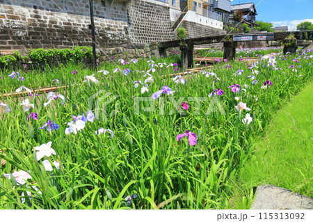 【熊本県】晴天の高瀬裏川水際緑地公園の花菖蒲 【熊本県】晴天の高瀬裏川水際緑地公園の花菖蒲 115313092