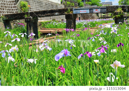 【熊本県】晴天の高瀬裏川水際緑地公園の花菖蒲 【熊本県】晴天の高瀬裏川水際緑地公園の花菖蒲 115313094