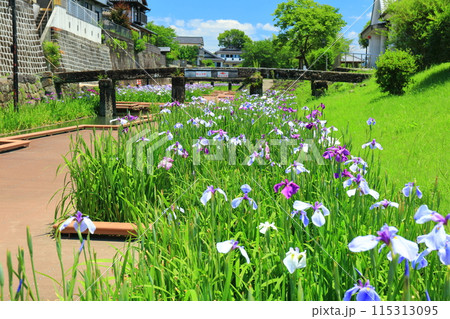 【熊本県】晴天の高瀬裏川水際緑地公園の花菖蒲 115313095