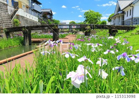 【熊本県】晴天の高瀬裏川水際緑地公園の花菖蒲 115313098