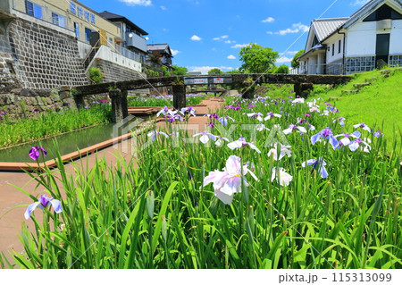 【熊本県】晴天の高瀬裏川水際緑地公園の花菖蒲 【熊本県】晴天の高瀬裏川水際緑地公園の花菖蒲 115313099