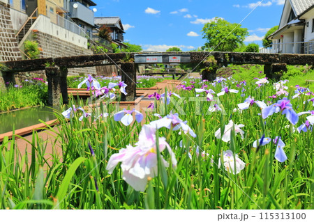 【熊本県】晴天の高瀬裏川水際緑地公園の花菖蒲 【熊本県】晴天の高瀬裏川水際緑地公園の花菖蒲 115313100