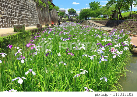【熊本県】晴天の高瀬裏川水際緑地公園の花菖蒲 115313102