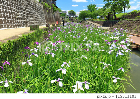 【熊本県】晴天の高瀬裏川水際緑地公園の花菖蒲 【熊本県】晴天の高瀬裏川水際緑地公園の花菖蒲 115313103