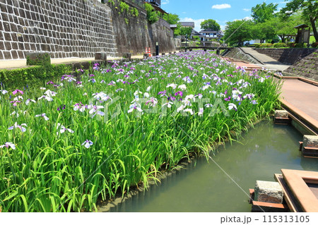 【熊本県】晴天の高瀬裏川水際緑地公園の花菖蒲 【熊本県】晴天の高瀬裏川水際緑地公園の花菖蒲 115313105
