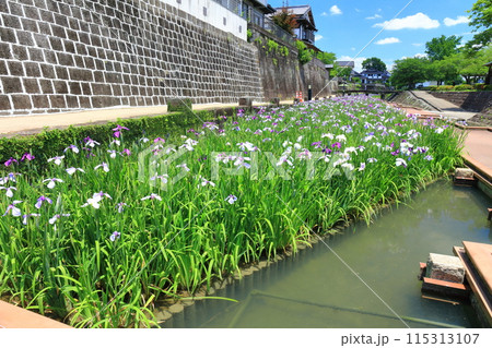 【熊本県】晴天の高瀬裏川水際緑地公園の花菖蒲 115313107