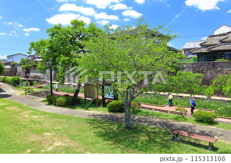 【熊本県】晴天の高瀬裏川水際緑地公園の花菖蒲 115313108