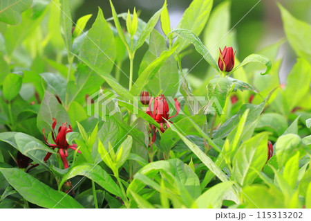 赤いアメリカ蝋梅(アメリカロウバイ)の花 赤いアメリカ蝋梅(アメリカロウバイ)の花 115313202