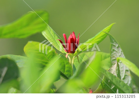 赤いアメリカ蝋梅（アメリカロウバイ）の花　 115313205