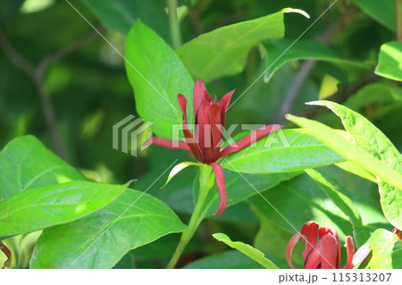赤いアメリカ蝋梅(アメリカロウバイ)の花 赤いアメリカ蝋梅(アメリカロウバイ)の花 115313207