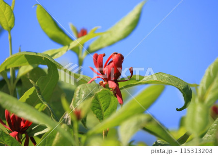 赤いアメリカ蝋梅(アメリカロウバイ)の花 赤いアメリカ蝋梅(アメリカロウバイ)の花 115313208