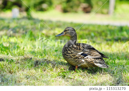 芝生の上で休むマガモ 115313270