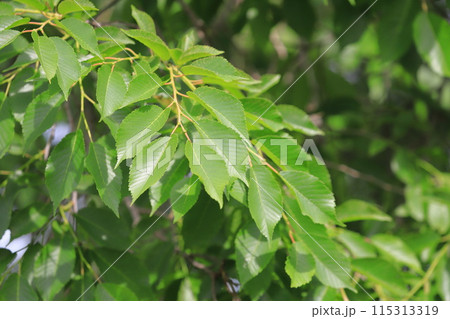 春楡（ハルニレ）の新緑 115313319