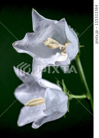 Blooming white bellflower on a green background Blooming white bellflower on a green background 115313364