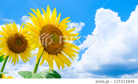 ひまわり(津南ひまわり広場にて) ひまわり(津南ひまわり広場にて) 115313848