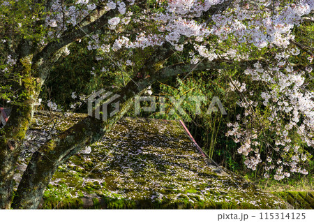 屋根の上に散る桜の花びら 115314125