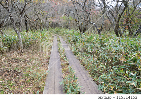 沼ッ原湿原　2023-10-23　＃62 115314152