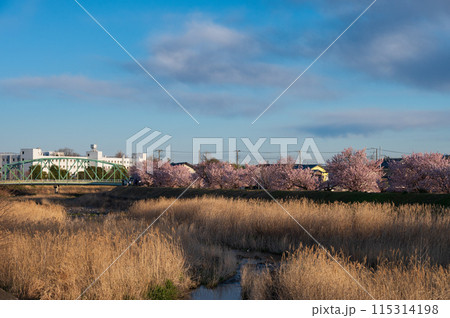 ノスタルジックな狩川の春 115314198