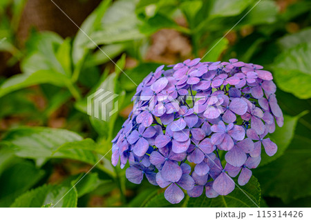 練馬城址公園でとても色鮮やかで優雅に咲く紫陽花を見つけました 115314426