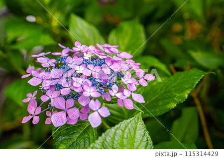 練馬城址公園でとても色鮮やかで優雅に咲く紫陽花を見つけました 115314429