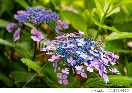 練馬城址公園でとても色鮮やかで優雅に咲く紫陽花を見つけました 115314430