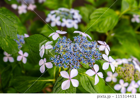 練馬城址公園でとても色鮮やかで優雅に咲く紫陽花を見つけました 115314431