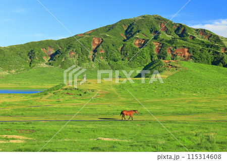 【熊本県】新緑の草千里ヶ浜(阿蘇山) 【熊本県】新緑の草千里ヶ浜(阿蘇山) 115314608